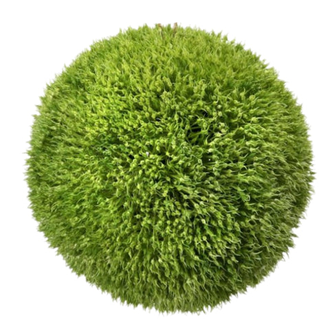 7" Barley Ball - Large